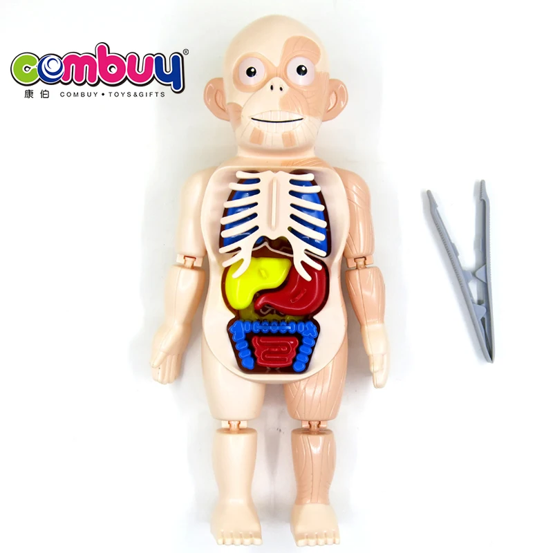 Kaufe 3D-Organ-Schürze, Anatomie-Schürze, Bewusstsein für menschliche Körperorgane, pädagogisches Spielzeug für Zuhause, Vorschule, Lehrmittel zum Preis ab 9.82