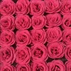 Rosa intenso