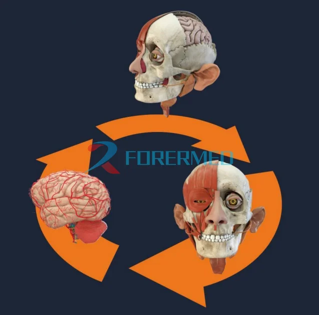 Digital Human Anatomy System - School Autopsy Teaching