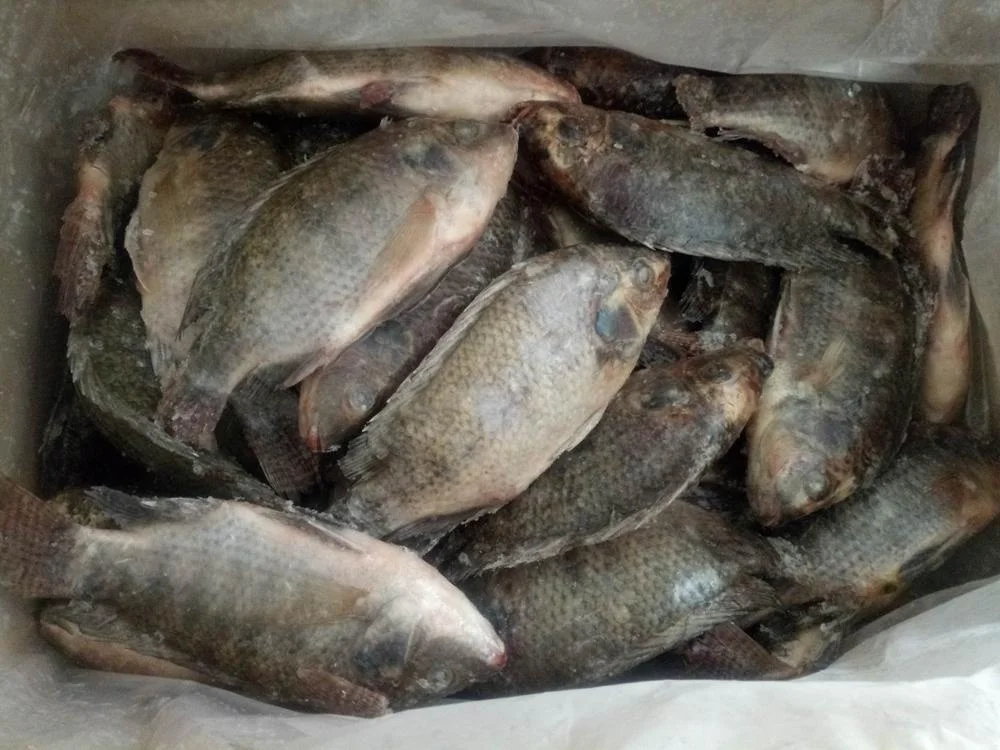 China Export Frozen Fish Frozen Black Tilapia