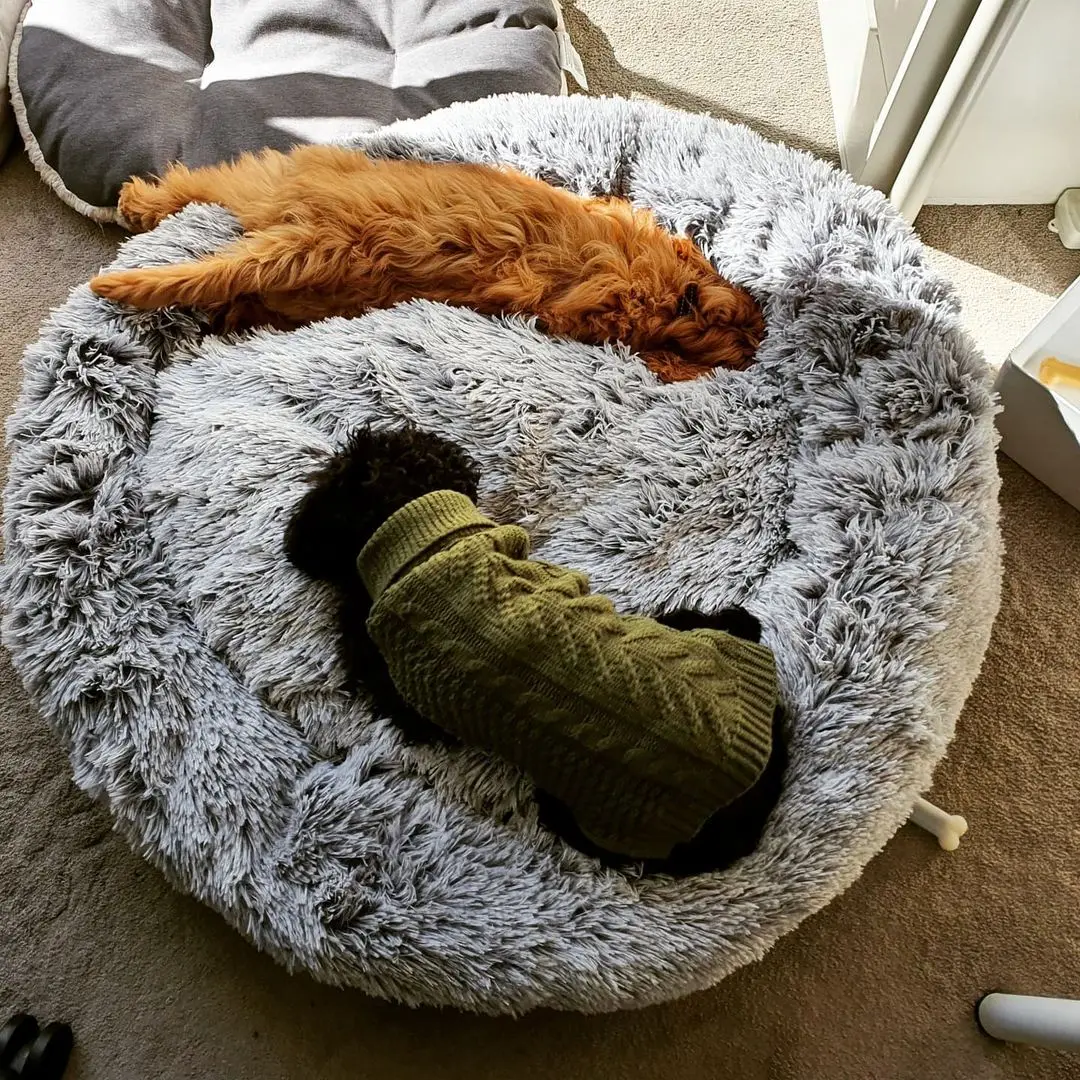 Camas pequeñas para perros, bonitas almohadas personalizadas