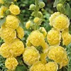 Giallo a doppio petalo