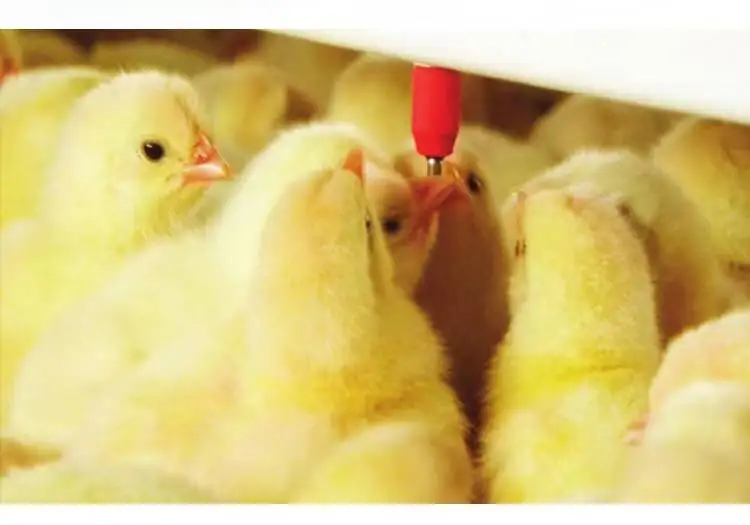 PVC Automatic Nipple Drinker Chicken Water Nipple Installation Red
