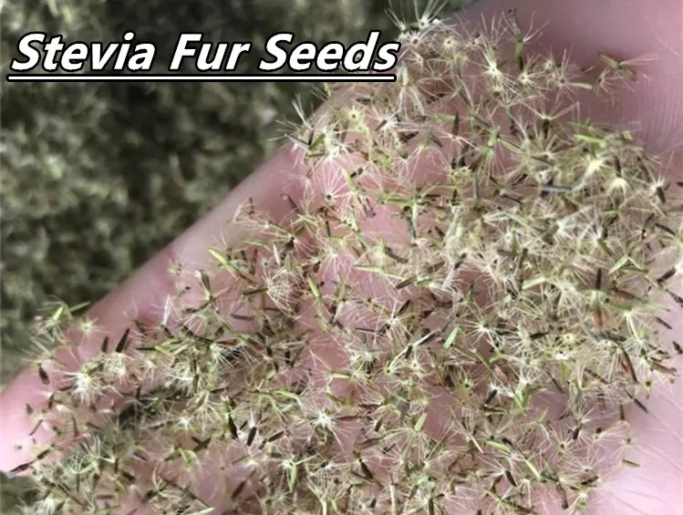 raw seeds.jpg
