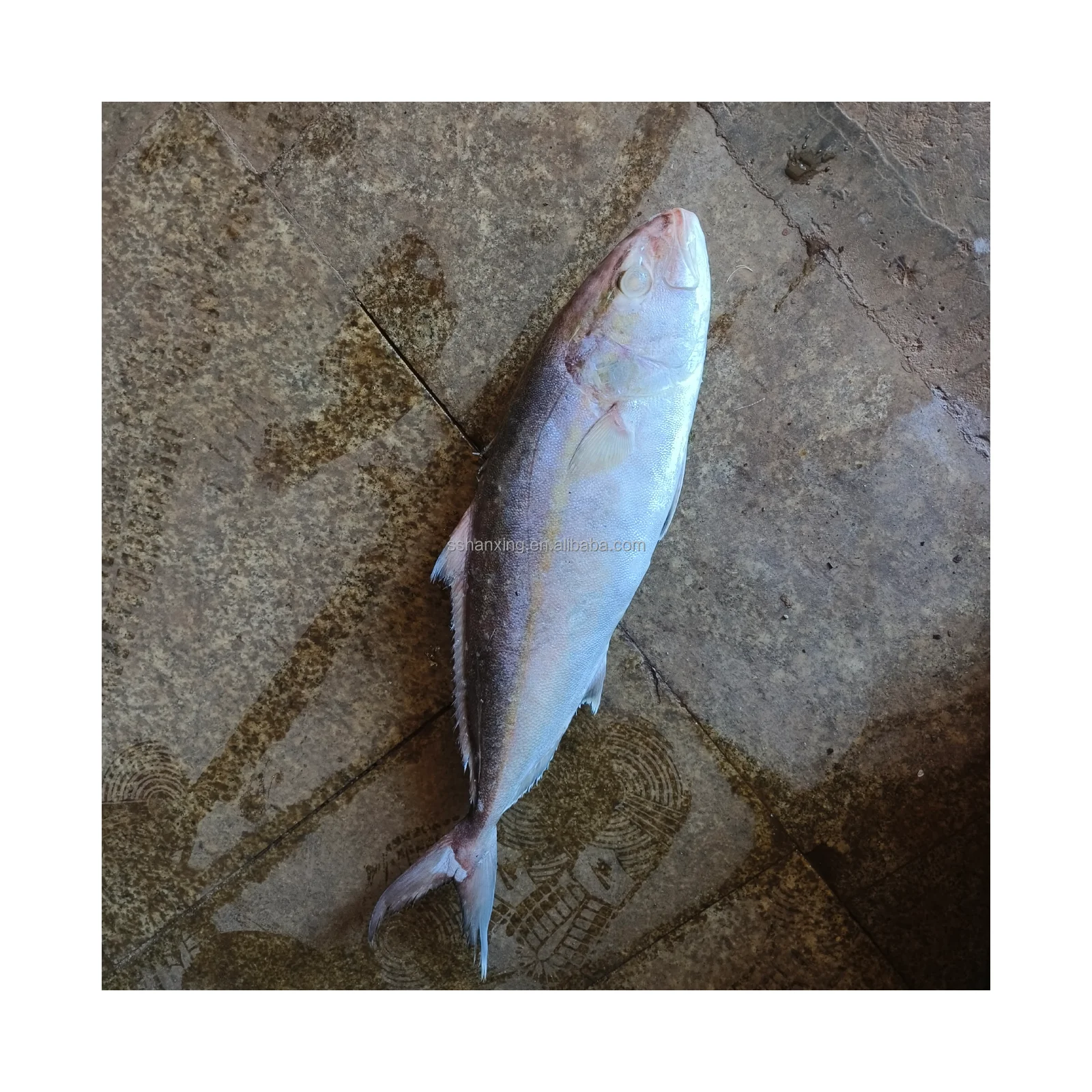 Yellow Tail Fish Whole Frozend From China Buy Frozen Yellow Tail Fish