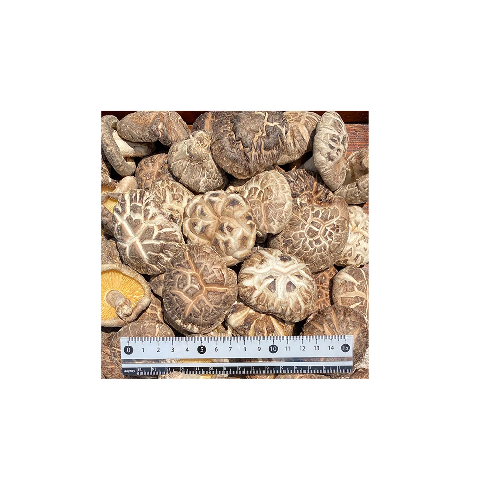 meaty thick shiitake mushroom agriculture agriculture products