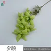 Evening Glory MQN Green