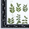 MH715 Pisum leaf Natural green