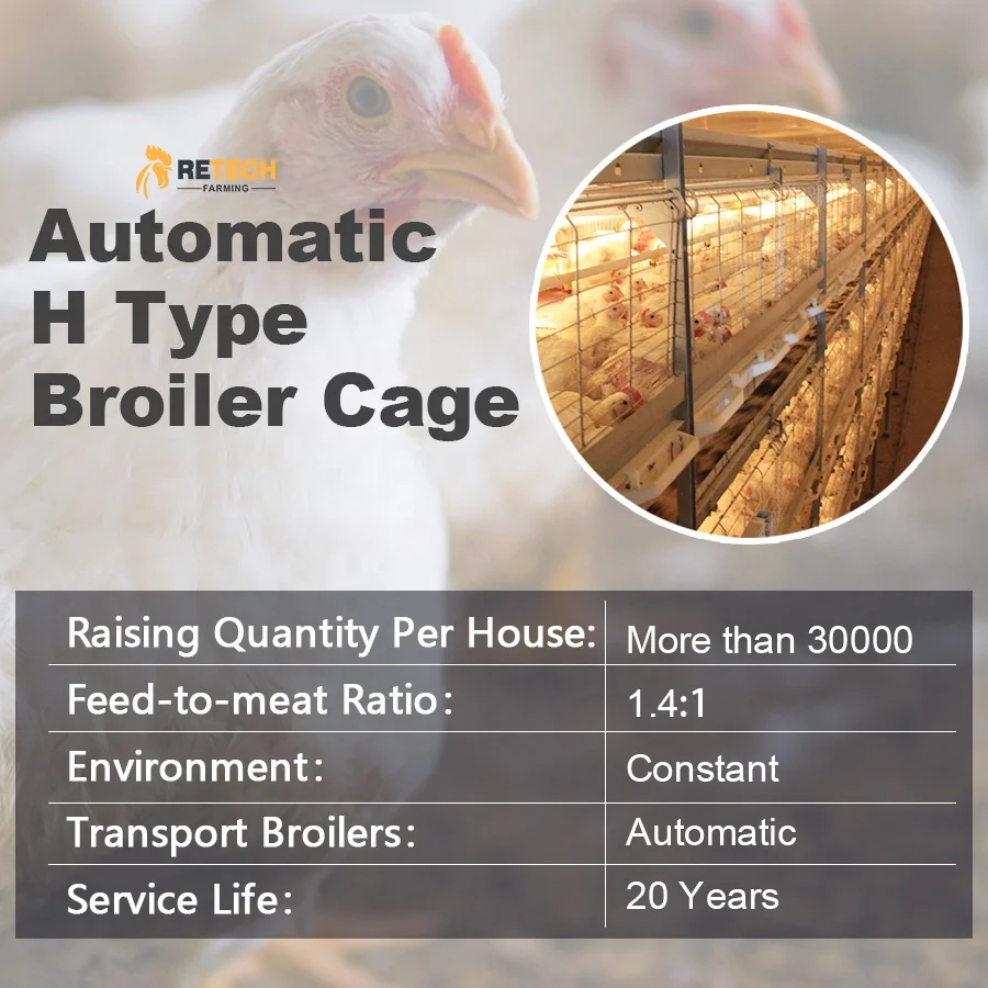 Poultry Farm H Type Automatic Bird Harvesting Battery Breeding Cages for Broiler Chicken