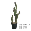 Cactus de hoja espinosa