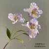 Purple Iris