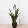 3 groups of green-edged snake plants - small, 66cm