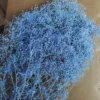 Blu-chiaro