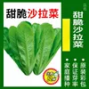 15# Verdure per insalata 1000 Grani