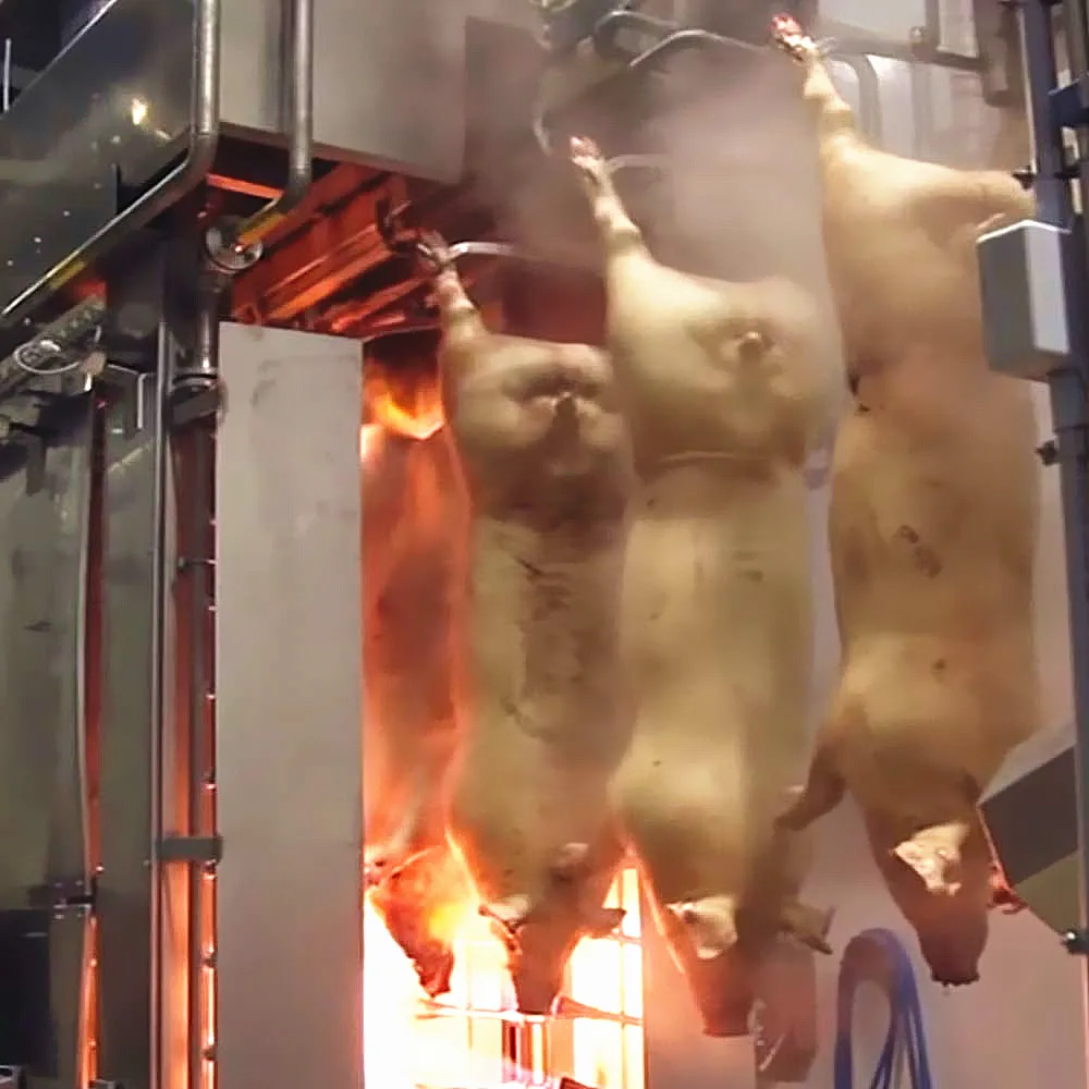 Complete butcher plant sow slaughter line pig slaughtering equipment pig slaughterhouse
