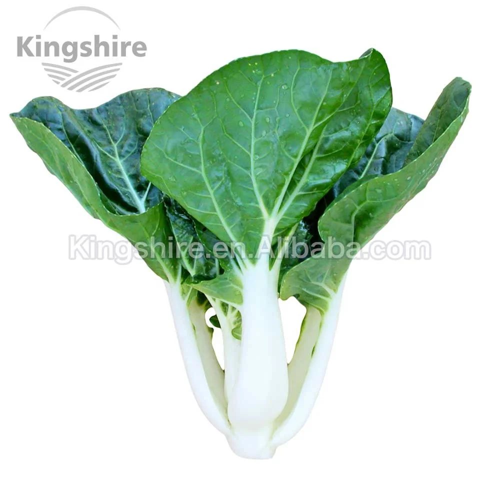 黑叶白choy Canton Bok Choy 白色茎 Kwang Moon Pak Choy Buy 白菜籽 亚洲蔬菜 白菜product On Alibaba Com