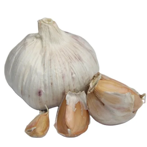 fresh natural normal white garlic