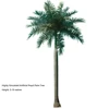 Palmera Real
