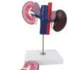 B025-2 Sheep Kidney Anatomy Model