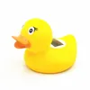 Canard cils