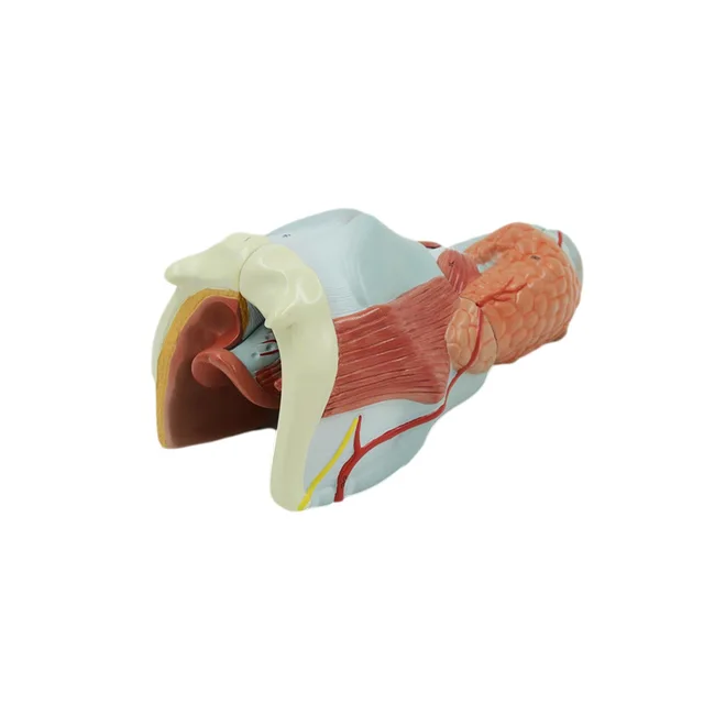 DARHMMY 2X Enlarged PVC Anatomical Model Giant Detailed Larynx Pharynx Thyroid for Medical Training Display Carbon Box Packaging