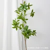 Pieris japonica - Long branch 120CM
