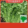 16# Cilantro de hoja grande