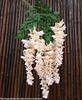Abler wisteria champagne