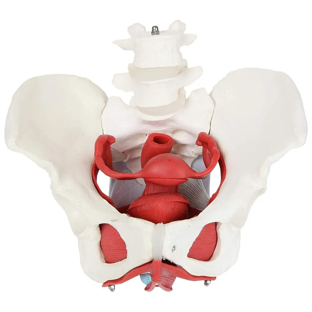 Модель женского таза с репродуктивными органами (DM-sk1128a). Скелет женского таза. Анатомическая модель таза.