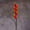 นกสวรรค์สีส้มแนวตั้ง