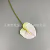 Anthurium 2