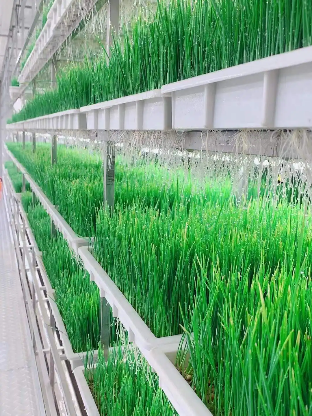 Container Farm Plant Factory Hydroponic Vertical Agricultural Greenhouses Intelligent Control System Fodder Lettuce