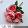 กุหลาบออทั่มมูน 7 หัว สีชมพู GY