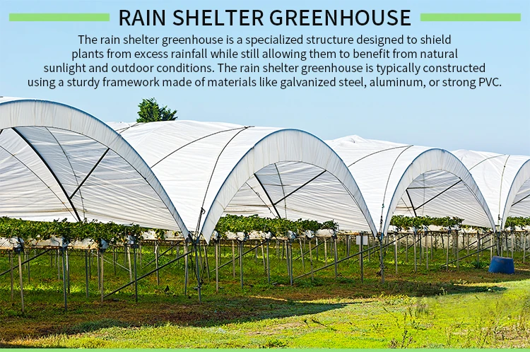 Economical Multispan Rain Shelter Greenhouse with Hot Galvanized Steel Frame for Kiwi Growing