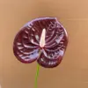 Anthurium Andraeanum Lind-wine red