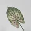 green alocasia leaves b