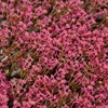 dark pink