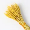 Giallo3