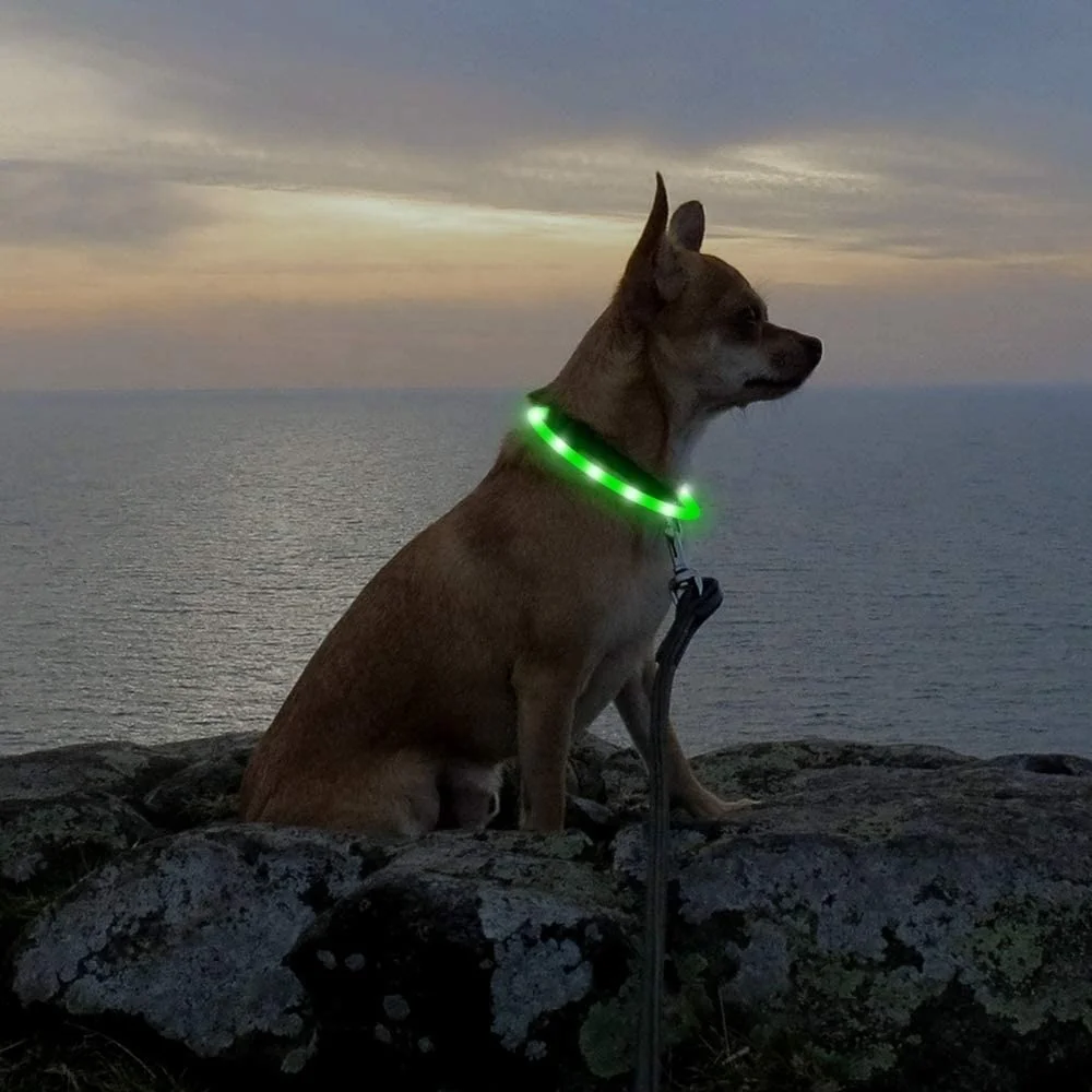 Rechargeable LED Light-Up Flash Glow Collar Dog Pet Adjustable Usb Safety K7q1 858881c1 4213 4683 Bfa4 90a1854cebf5.ce1d6fc5ef34a962a42d6edf7ae6e1de