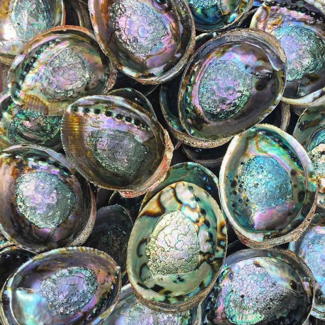 Hot Selling Natural Abalone Shell for Decoration - Blue, White New Zealand Abalone-Vietnam Natural Seashell +84 587 176 063