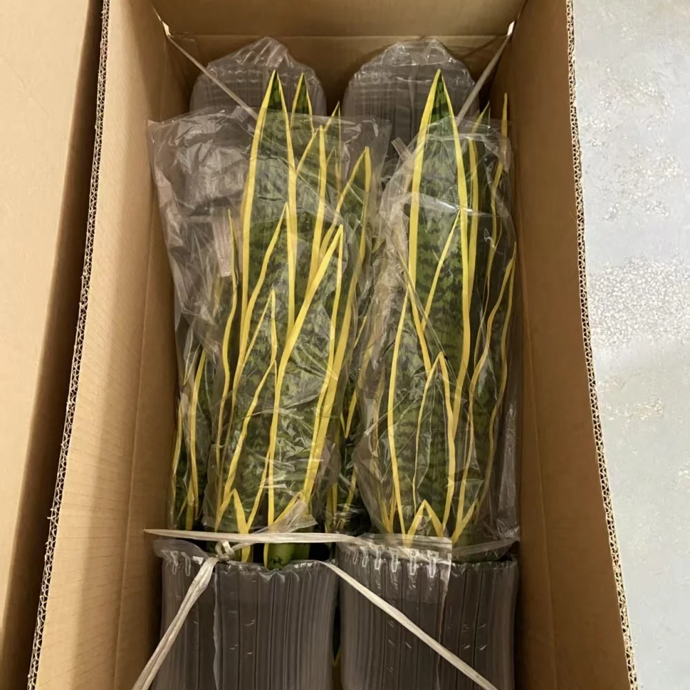 UV-Certified Indoor/Outdoor Artificial Snake Plant Potted Plastic ...