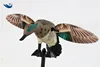 Green wing teal