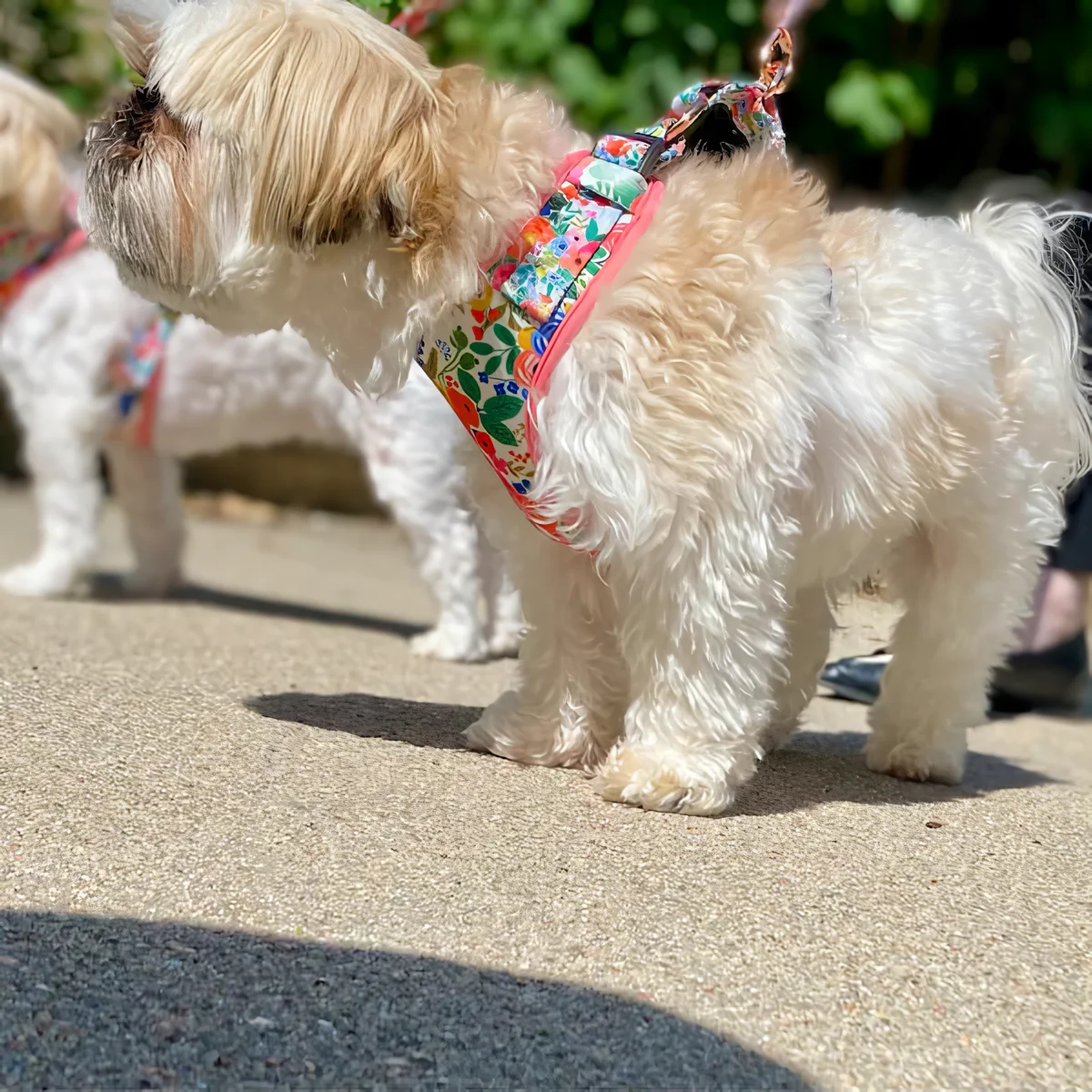 Adjustable Stylish Lightweight Tweed Dog Harness Checkered Macleod