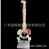 Colonne vertébrale verticale de 45 cm avec pigmentation musculaire