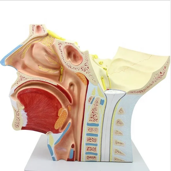 Human Cranial and Nerves Anatomical Model Brain Nerve Model Cranial Nervous System Anatomy Model Enlarged Nasal Vascular Muscle