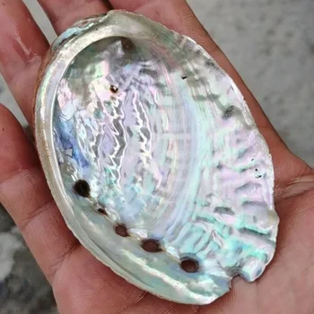 10cm Bulk Cheap China Cleared sea Natural small abalone shells For DIY Home Decoration