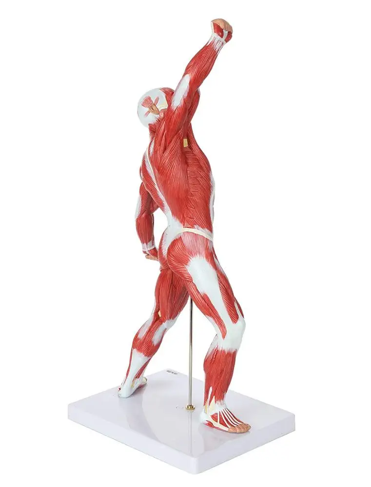 GelsonLab  HSBM-152  Human Muscle Figure 50cm Mini Muscular System Model Has Superficial Muscle Anatomy and Structure of Body