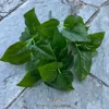 Put a bunch of green apple leaves