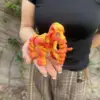Arco iris naranja de 14,3 cm.