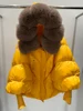 Orange Brown Fox